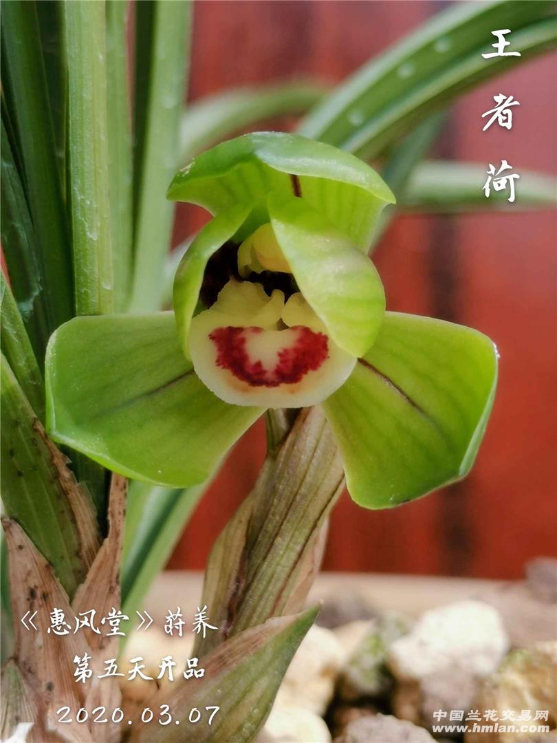 《王者荷》2020年开花的过程-春兰篇-中国兰花交易网社区