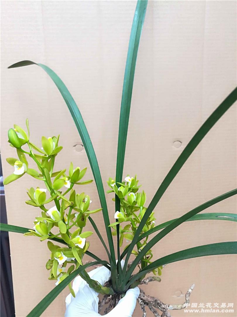 素心蜜蜂兰