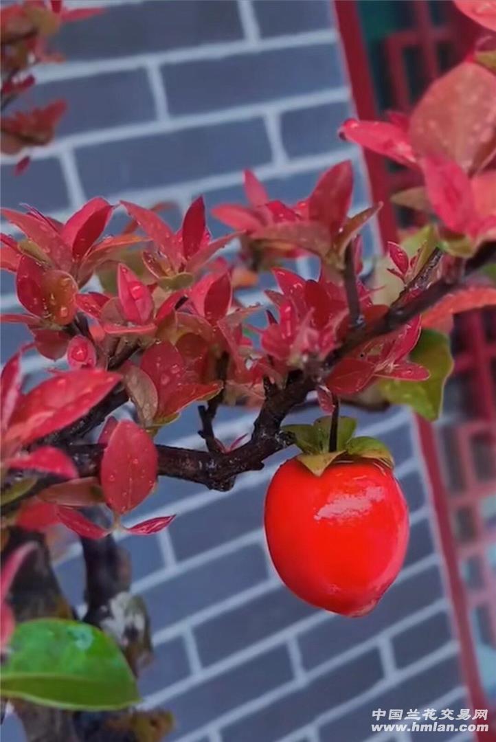 金弹子红芽红花