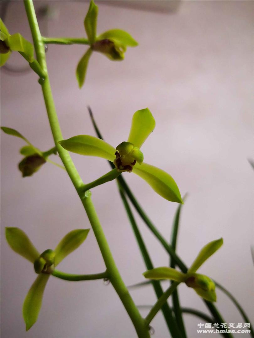 荡子花开-蕙兰篇-中国兰花交易网社区