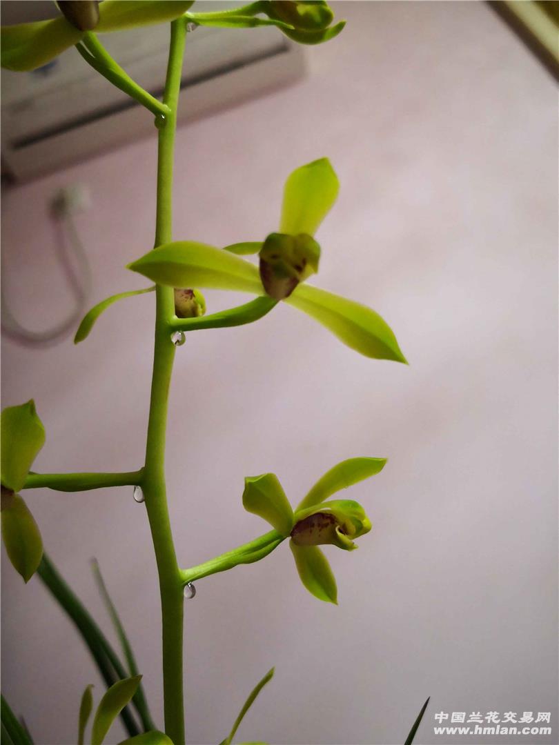 荡子花开-蕙兰篇-中国兰花交易网社区