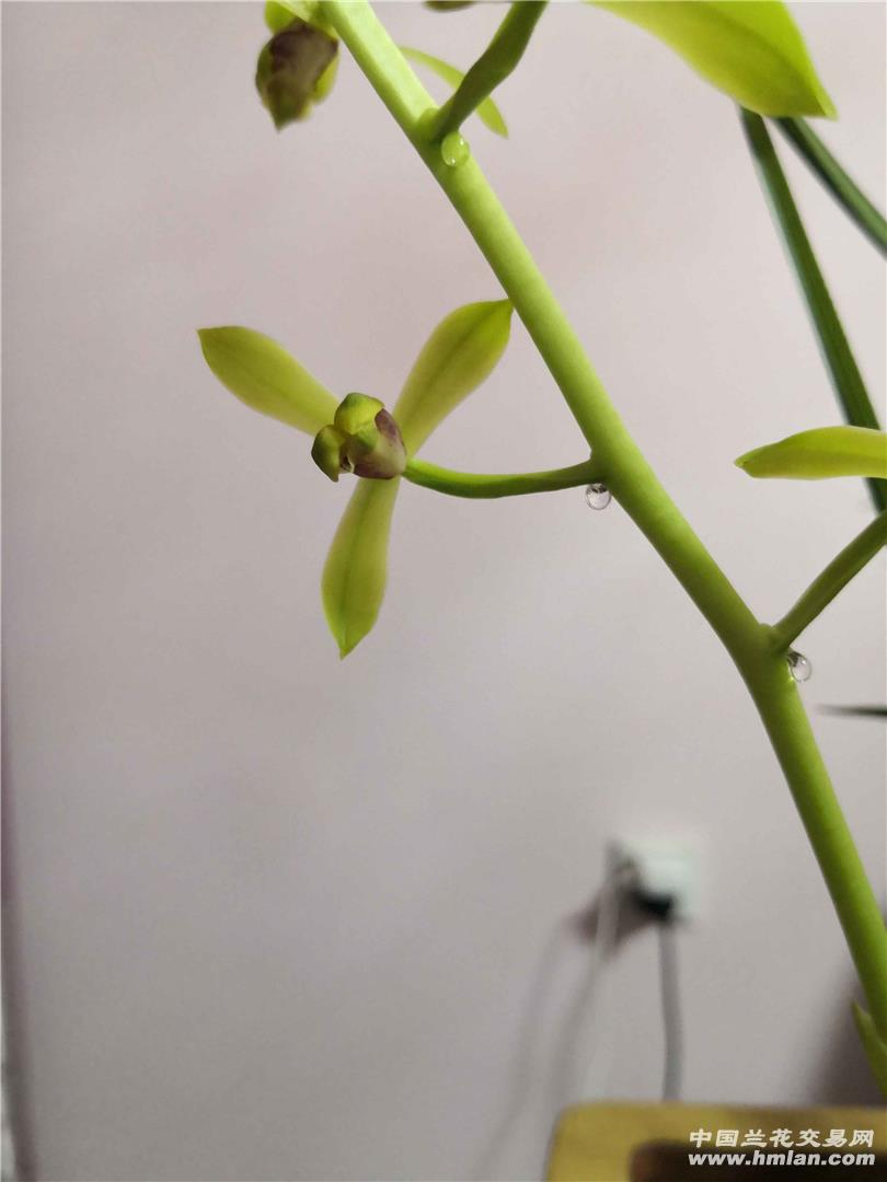 荡子花开-蕙兰篇-中国兰花交易网社区