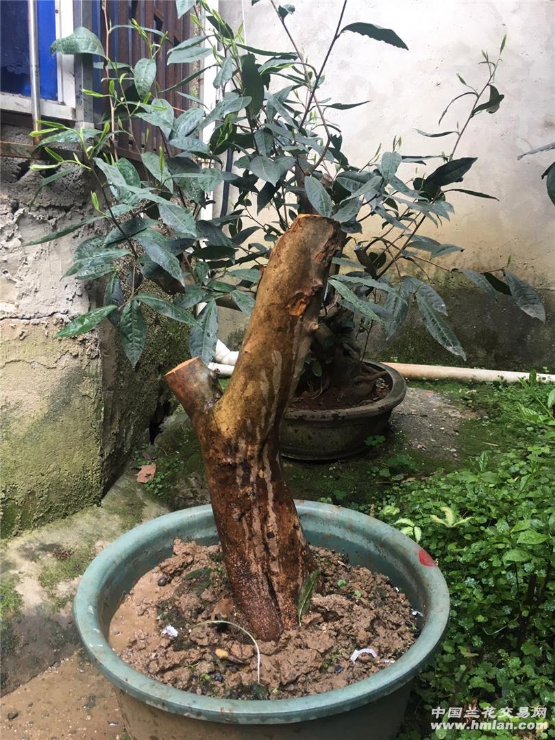 古茶树桩
