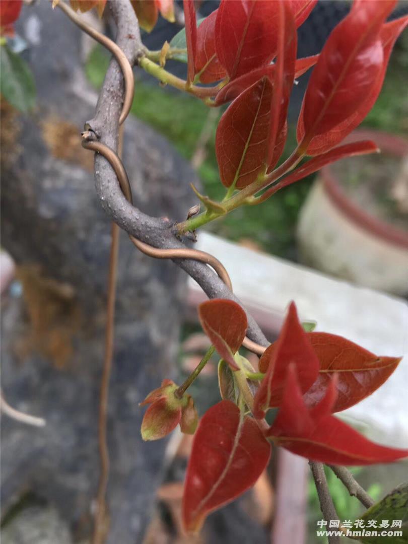 金弹子(红芽血红果)-其他花卉-中国兰花交易网社区