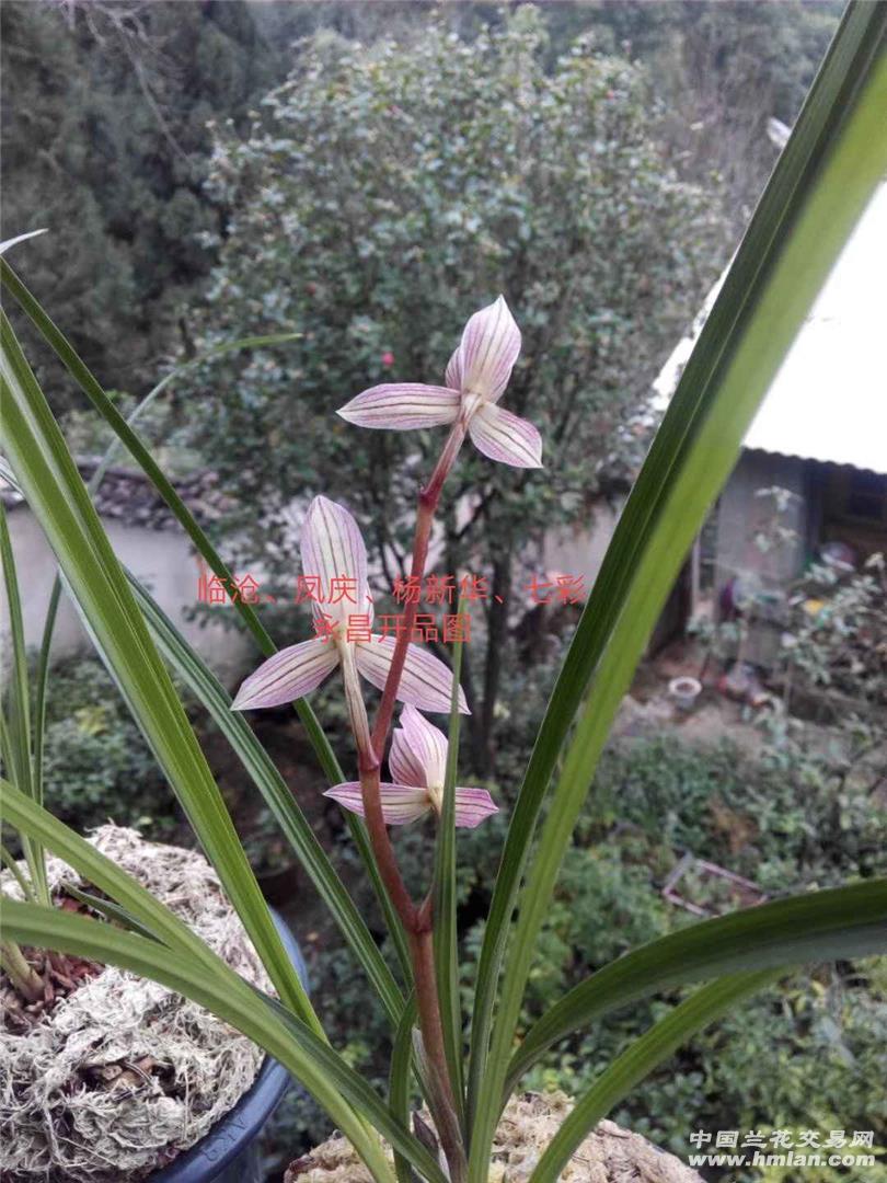 请欣赏,莲瓣兰,七彩永昌,一个几乎被遗忘的典荷型色