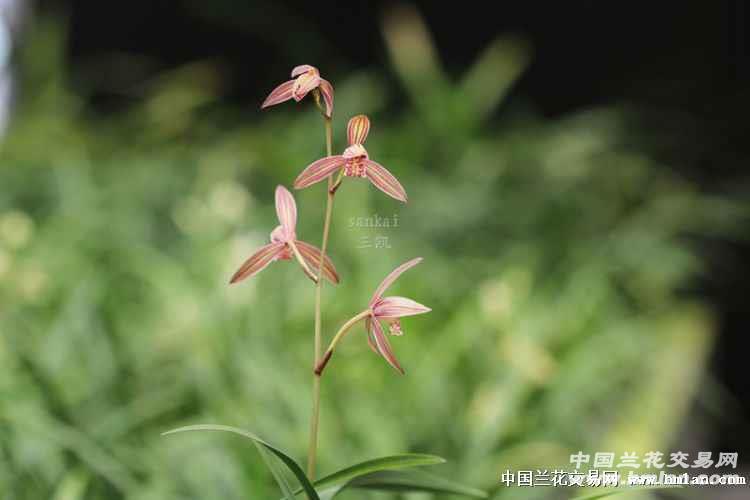 大明胭脂,黄山雪-建兰篇-中国兰花交易网社区