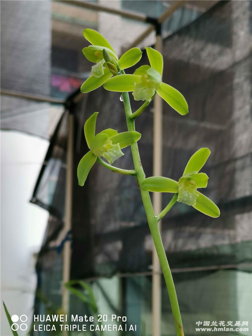 空谷足音阳台花照-蕙兰篇-中国兰花交易网社区