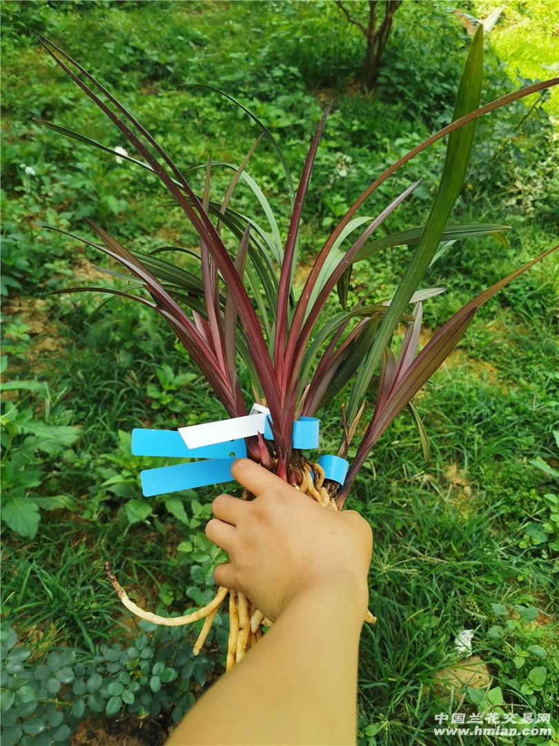 超级壮的红草红荷-建兰篇-中国兰花交易网社区