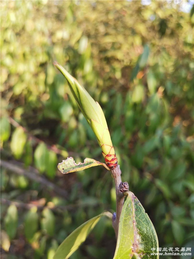 雀嘴茶(又名老娃茶)