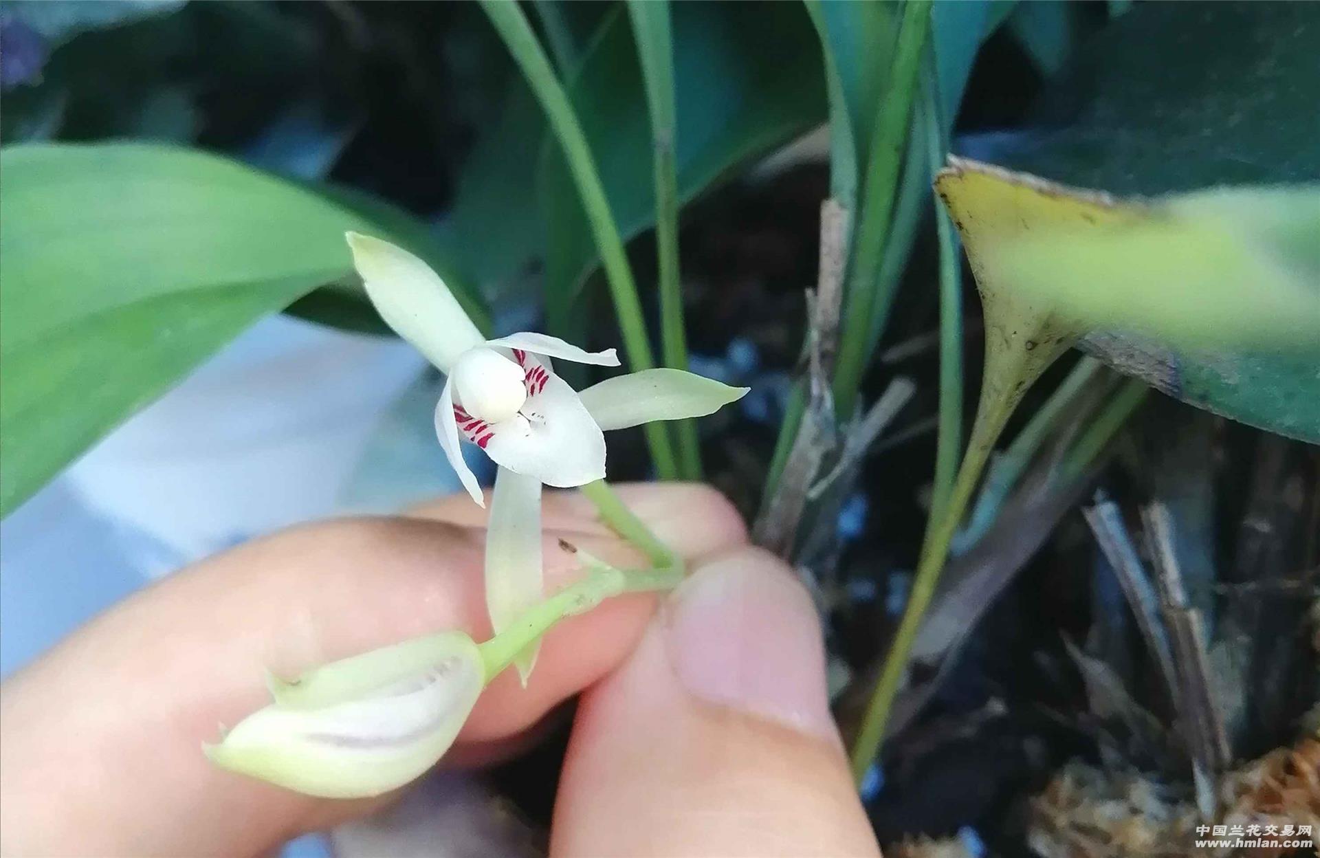 买了几窝兔耳兰当盆景草,没想到这花也好看