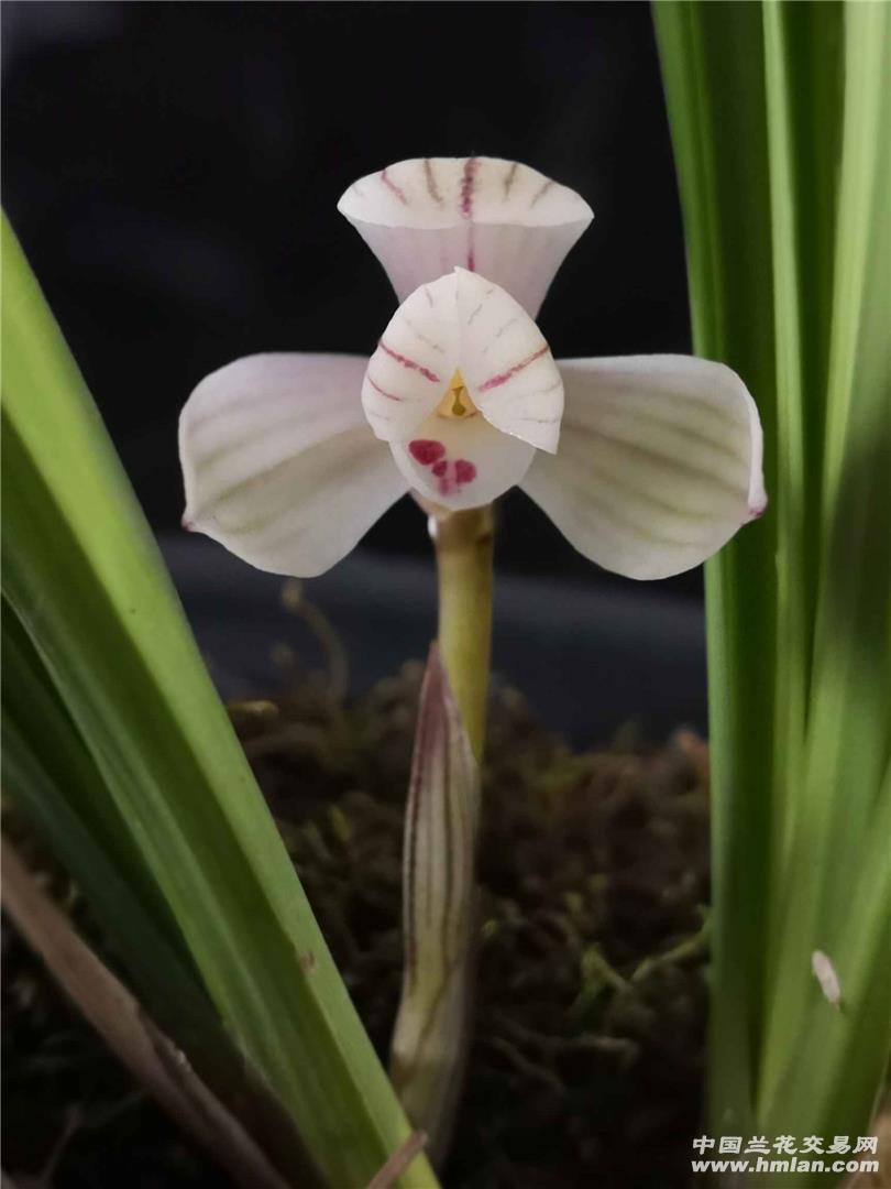 莲瓣兰出水芙蓉-兰市行情-中国兰花交易网社区