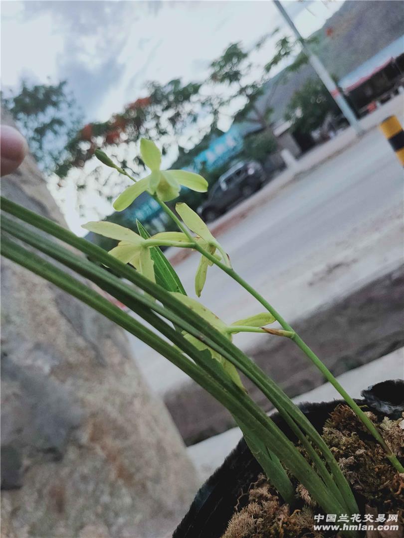 珍珠兰落叶兰素花真不好遇到