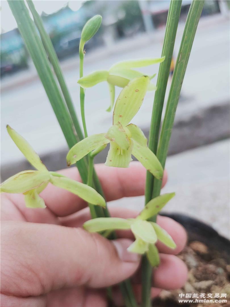 珍珠兰落叶兰素花真不好遇到
