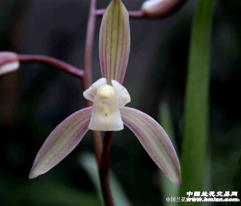 引种春雨彩虹-建兰篇-中国兰花交易网社区