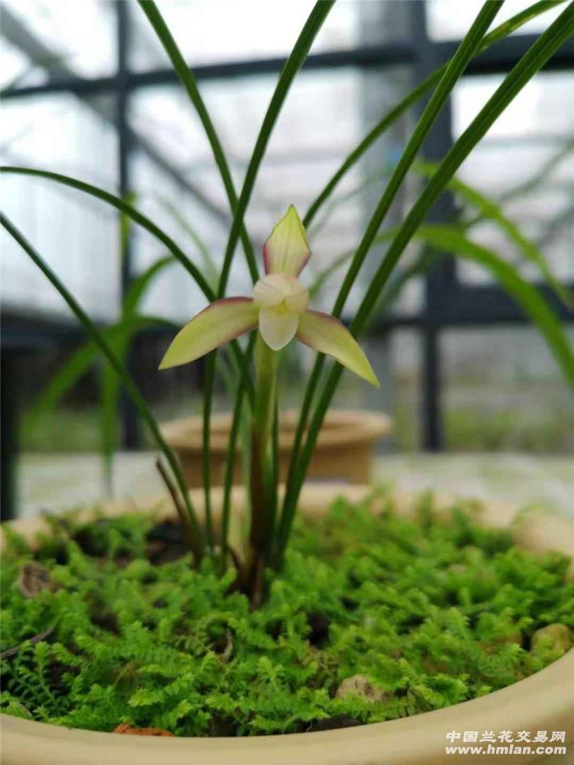 赏芽(云上彩虹,滇红素,胭脂素)-春兰篇-中国兰花交易