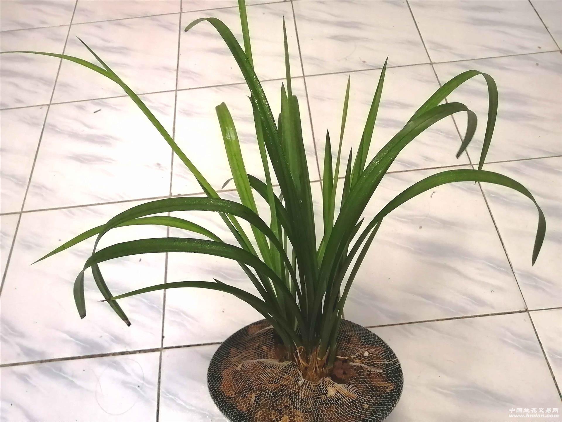 春大荷素11个月变化,3头变8头,是快还是慢