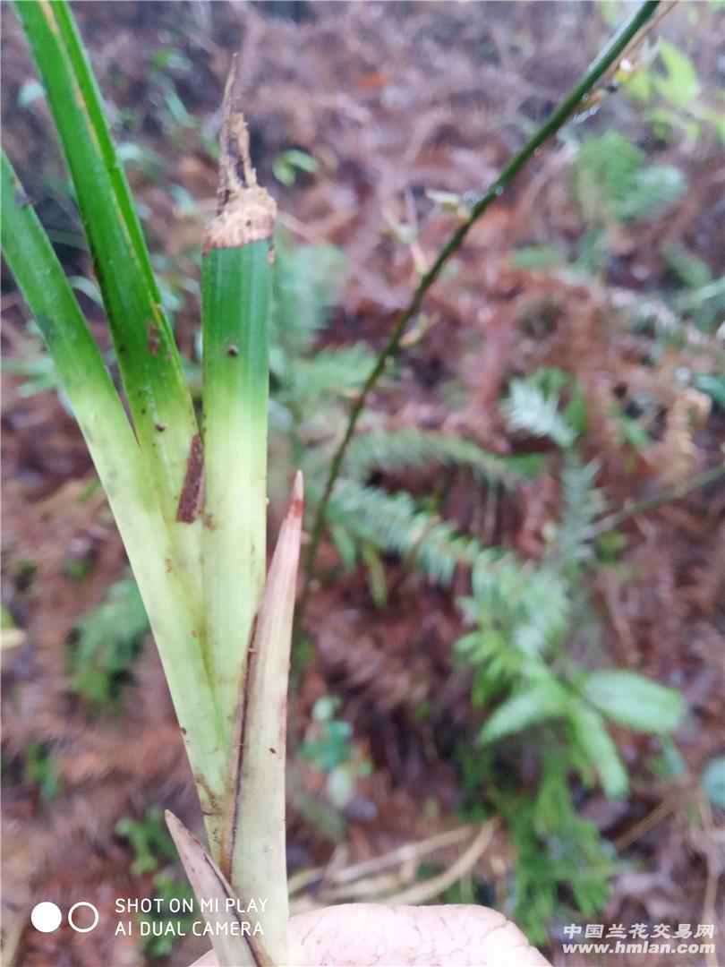 叶甲有红丝,能开色花吗?