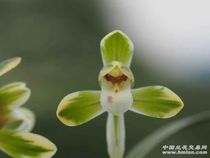 雪山天草,性价比最高的的春兰,可以算吗?