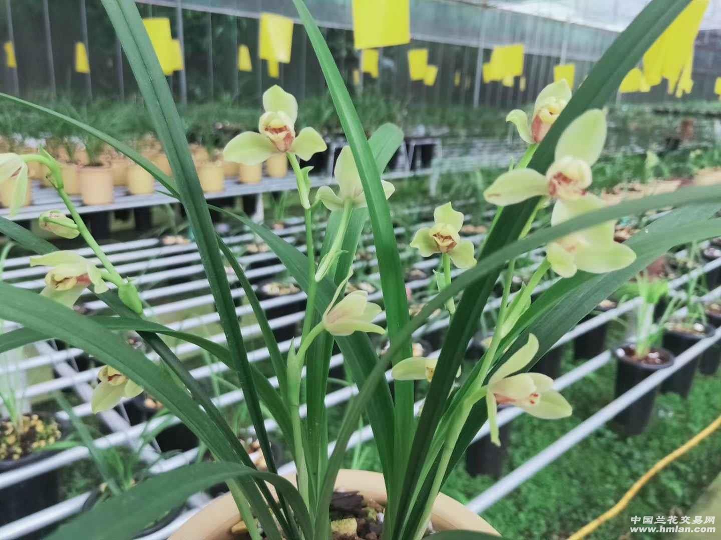 夏皇梅 开花机器-建兰篇-中国兰花交易网社区