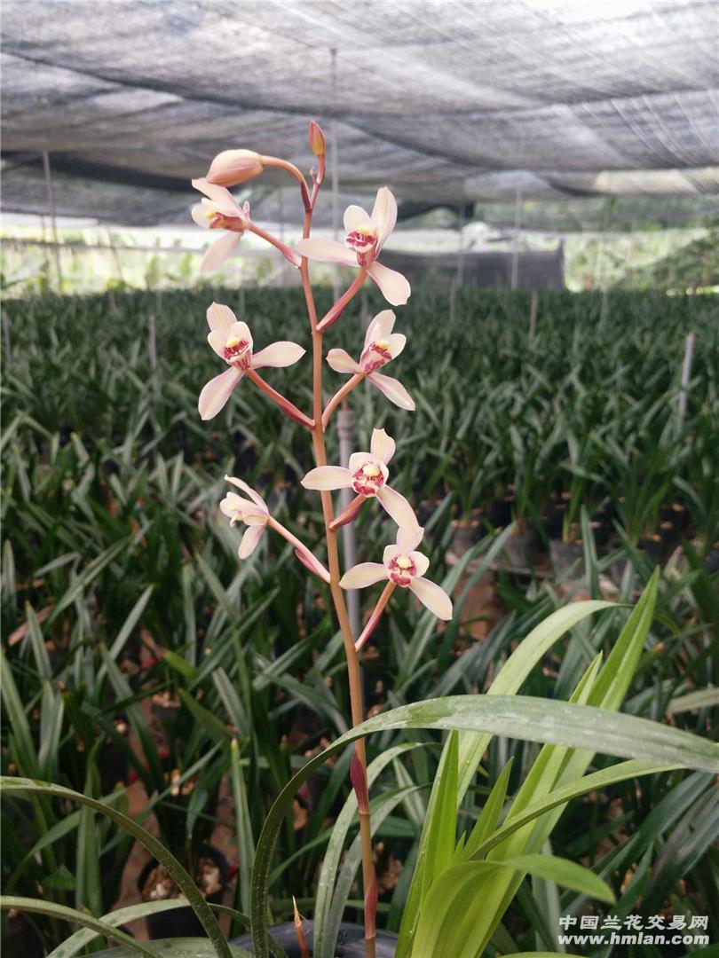 花仙子,东方红荷,红水晶,君荷夏季也开的美美哒-建兰篇-中国兰花交易