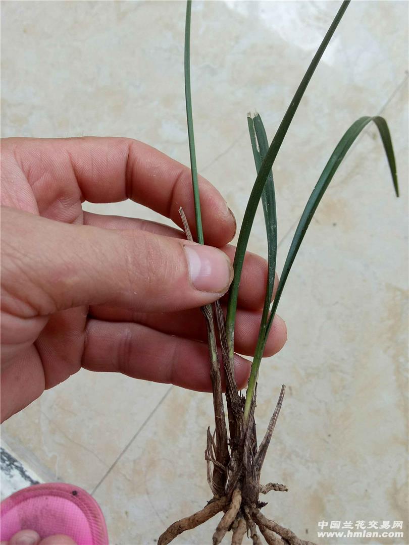 一棵龙须棒棒草,一棵燕尾水晶丝草.-春兰篇-中国兰花