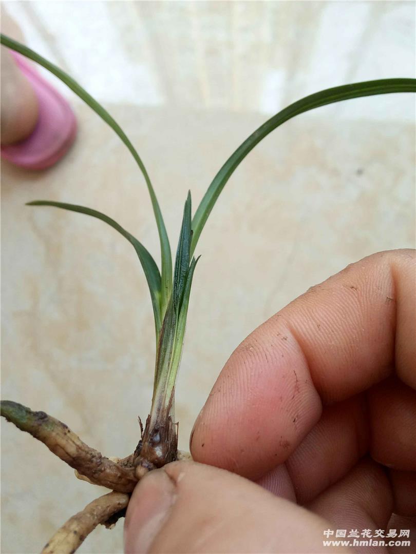 一棵龙须棒棒草,一棵燕尾水晶丝草.-春兰篇-中国兰花