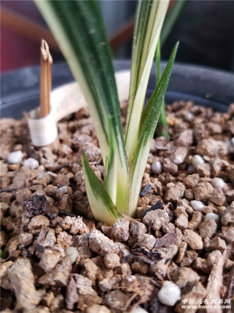几盆叶艺墨兰的芽芽