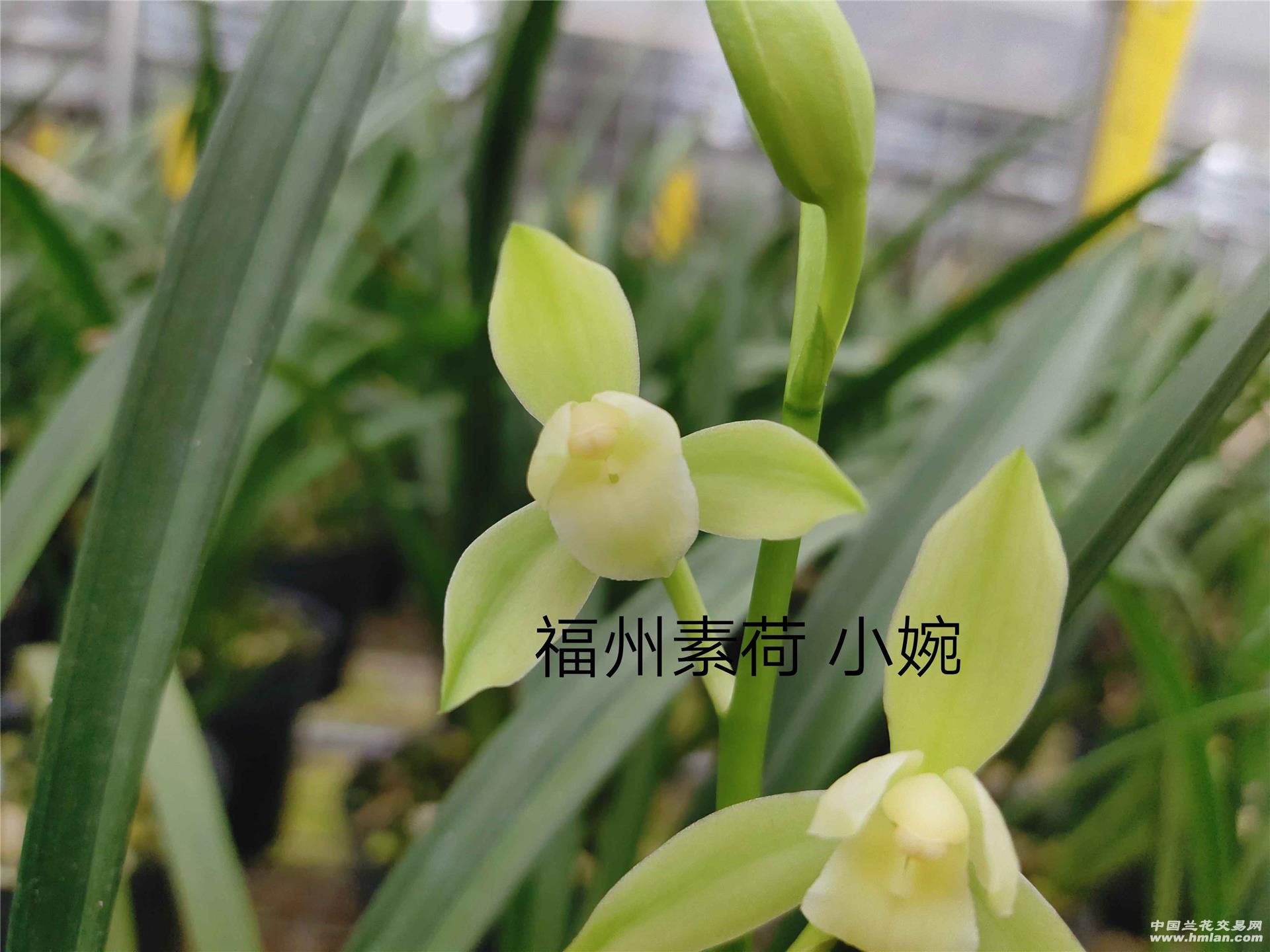 赏素荷之美