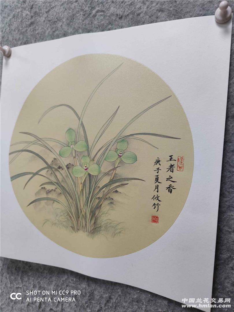 工笔宋梅-春兰篇-中国兰花交易网社区
