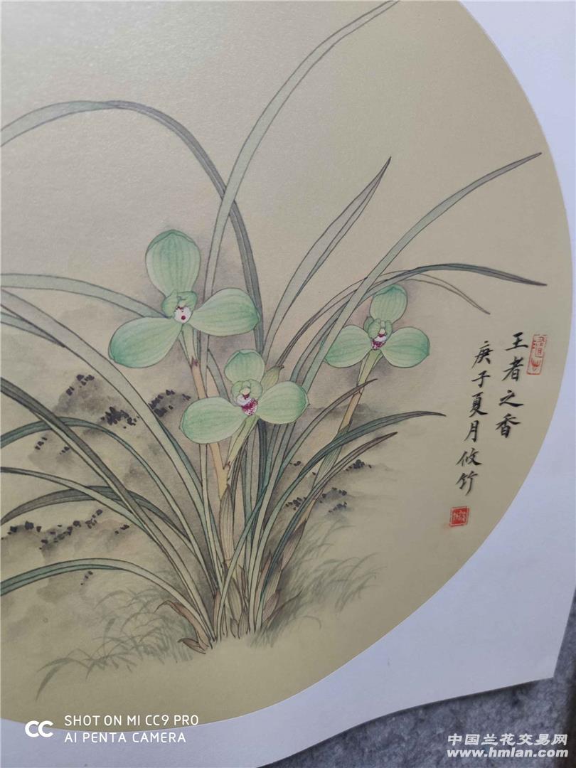 工笔宋梅-春兰篇-中国兰花交易网社区