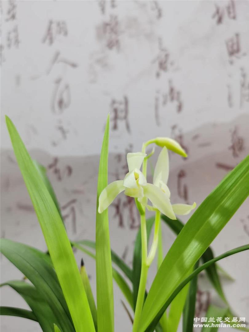 建兰芽黄素开花了,给人一种清新脱俗的感觉