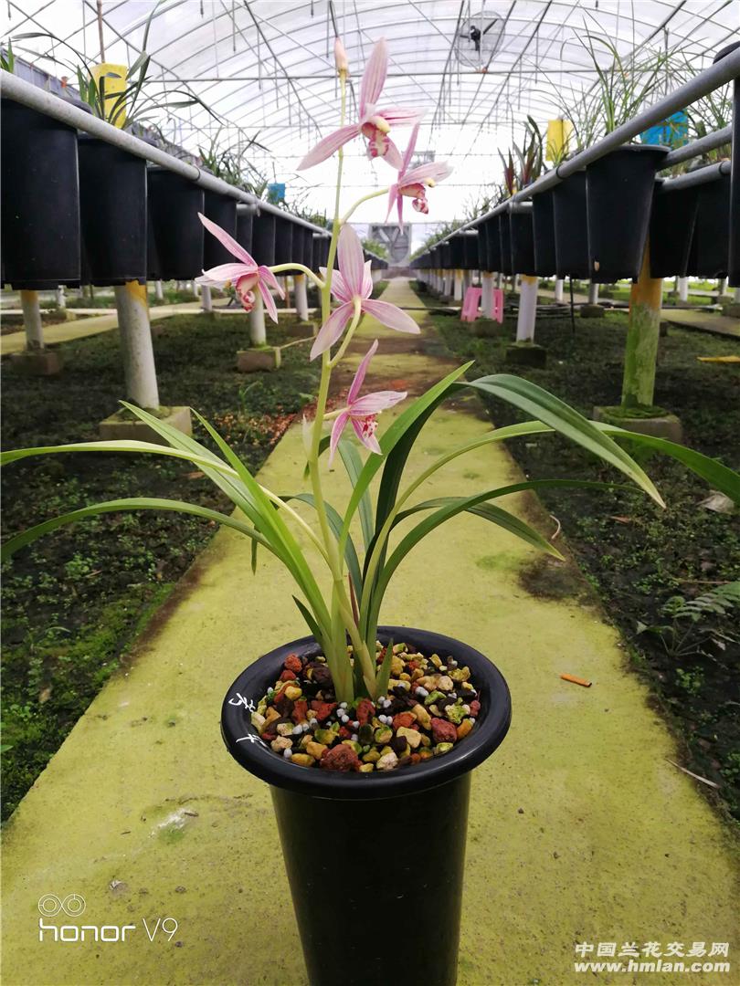 又见一盆芳华开-建兰篇-中国兰花交易网社区