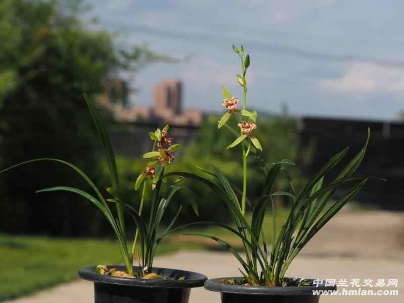 吹吹蝶和夏蕊鼎到底的区别(有干货)-建兰篇-中国兰花交易网社区