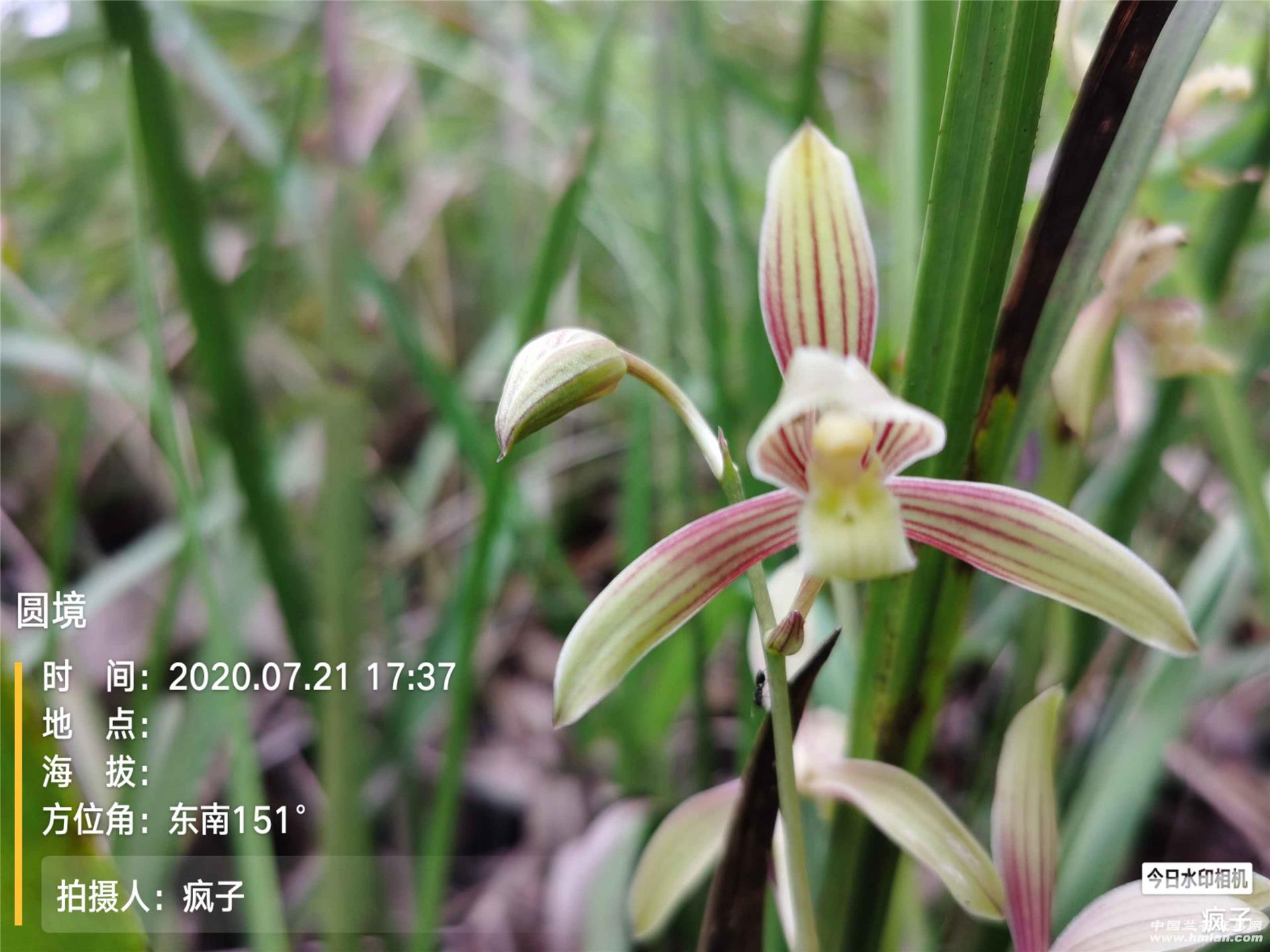 高山四季兰彩素