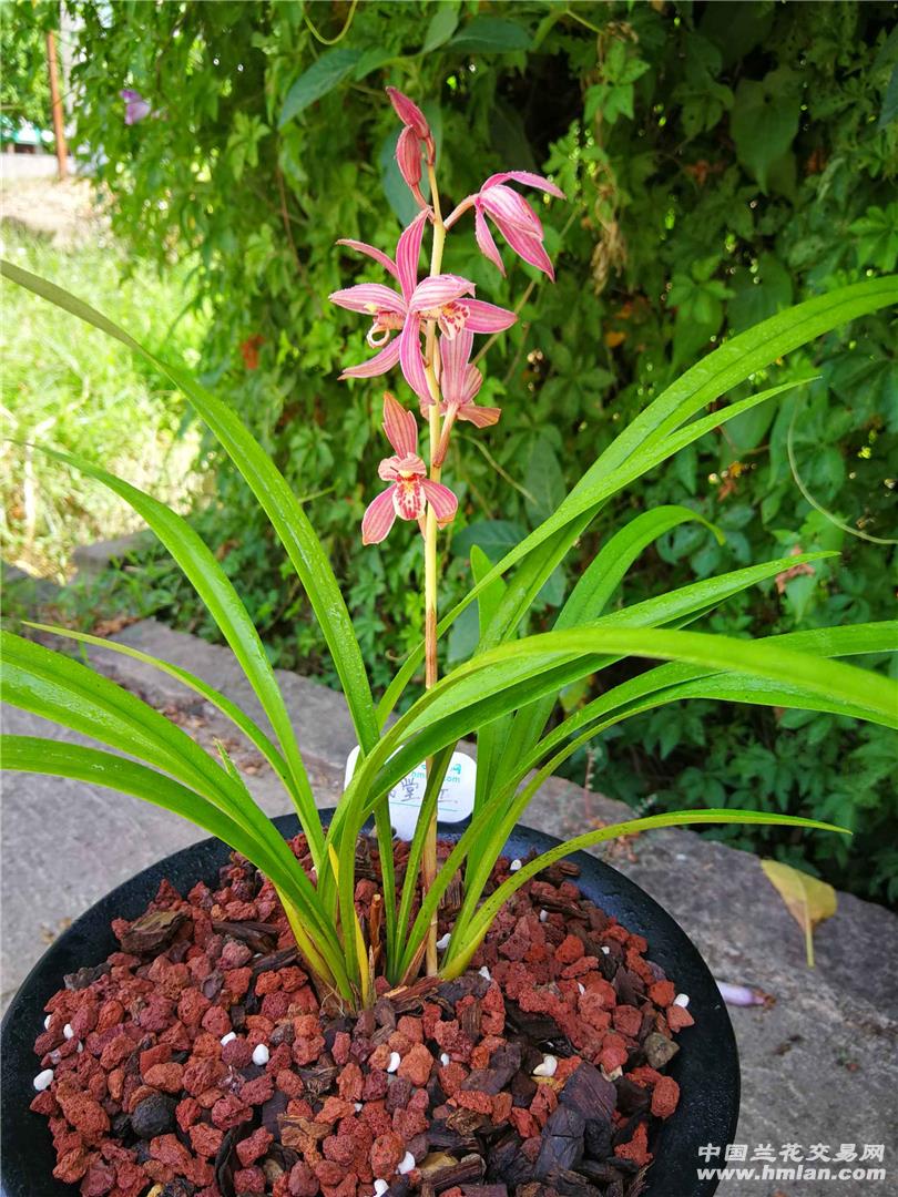 建兰满堂红第二次开花,花开七朵大出架!