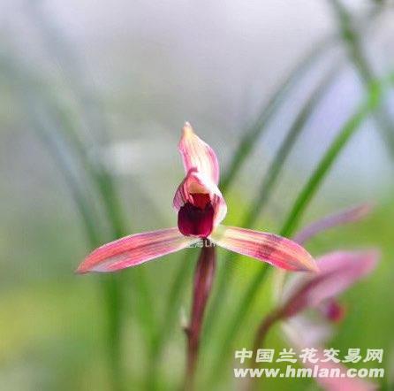 最近买了滇红素的请进-春兰篇-中国兰花交易网社区