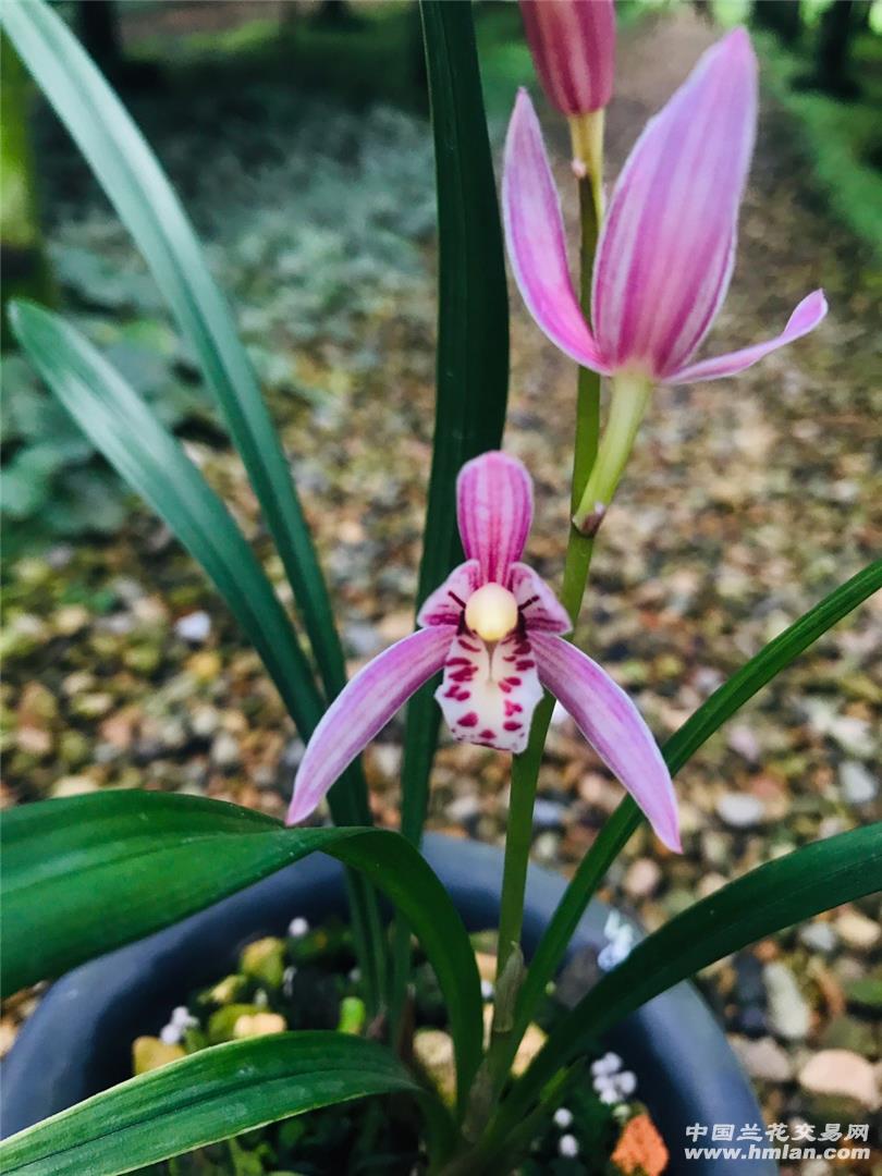 峨眉胭脂花开-建兰篇-中国兰花交易网社区