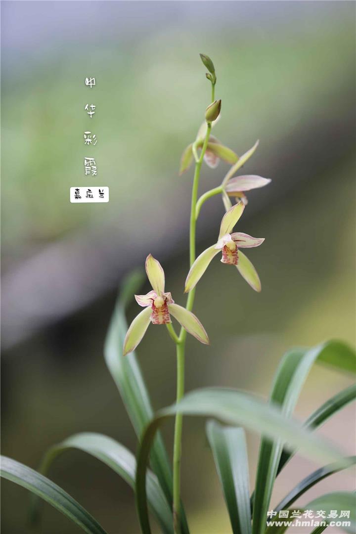 中华彩霞-建兰篇-中国兰花交易网社区