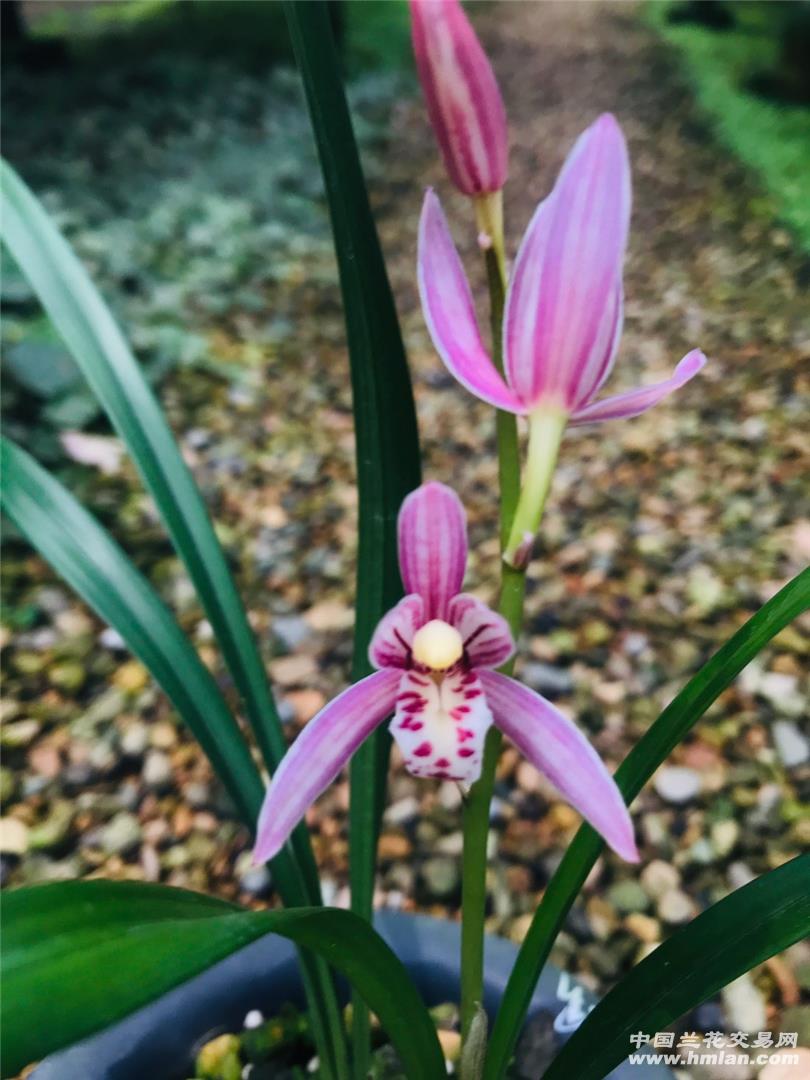 峨眉胭脂花开