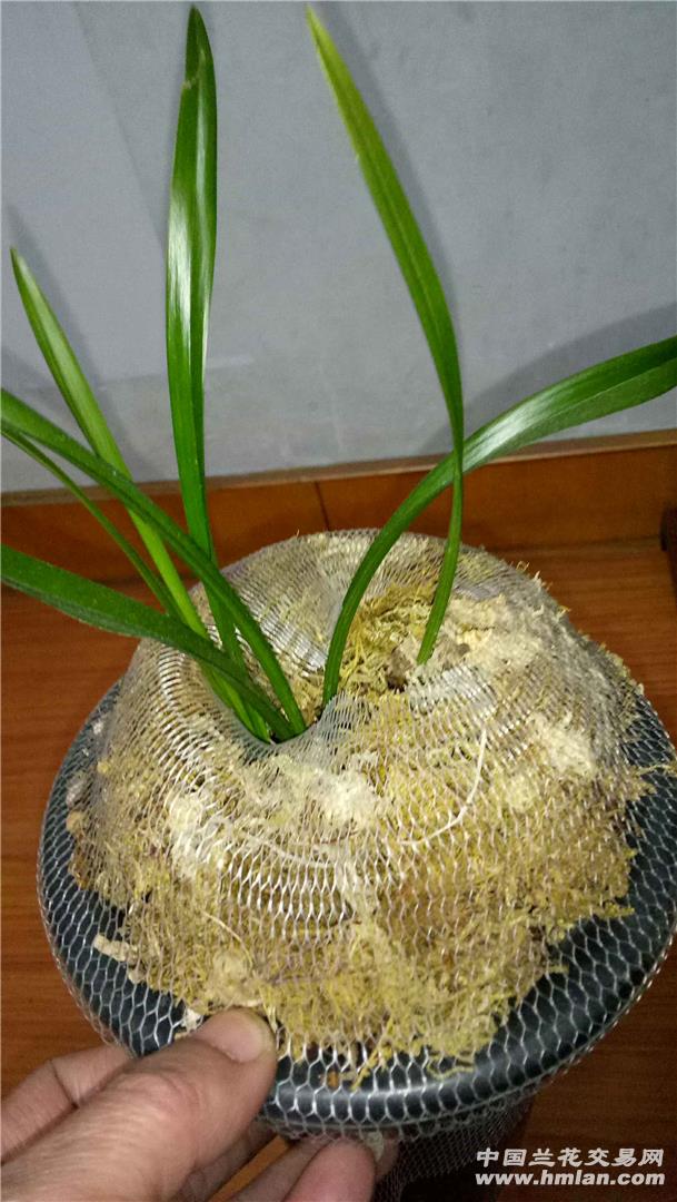 这是姜氏荷吗