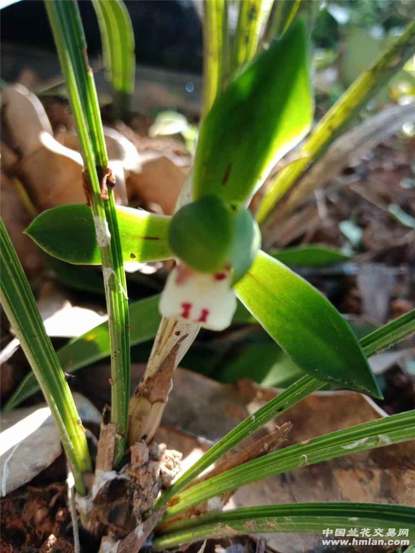 这是水仙瓣型豆瓣兰吗