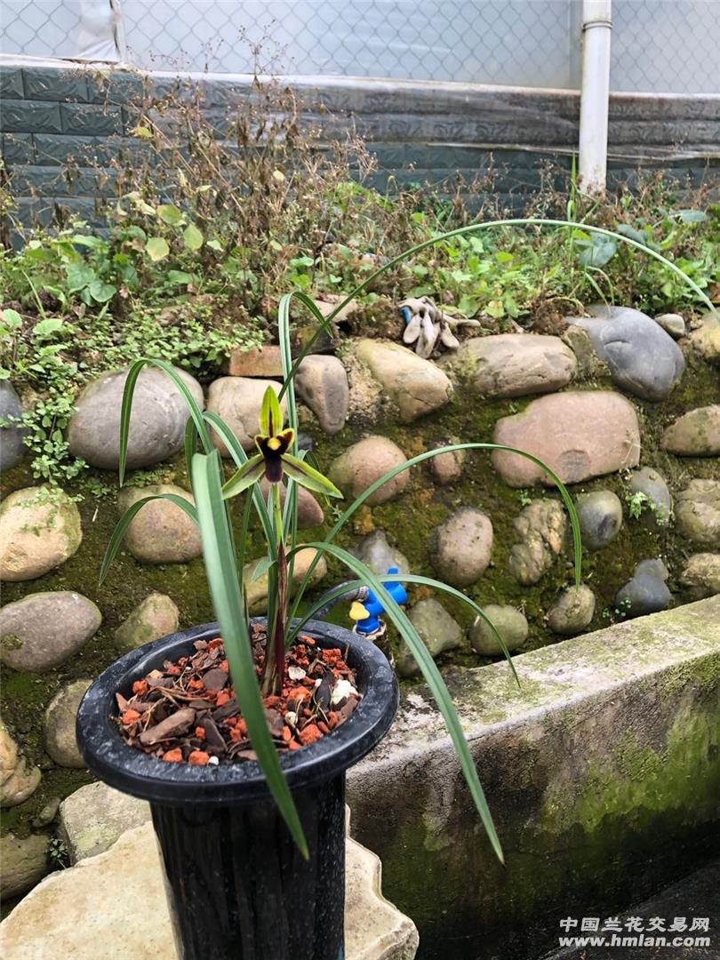 包公魂—开花-春兰篇-中国兰花交易网社区