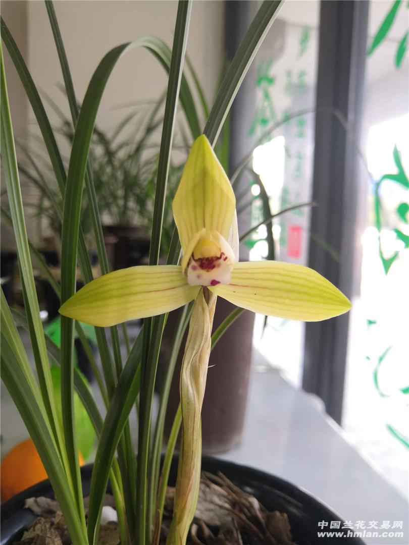 金荷鼎照片黄花哈哈-春兰篇-中国兰花交易网社区