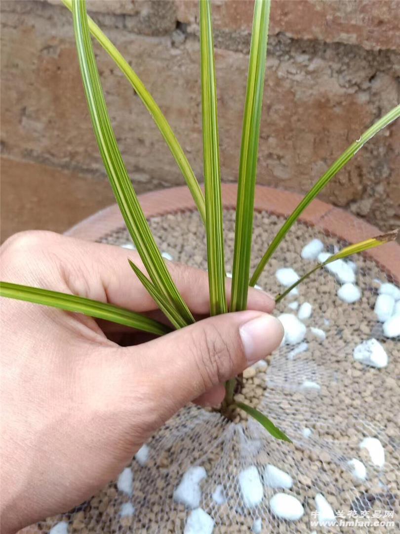 老弟运气杠杠滴蕙兰艺草