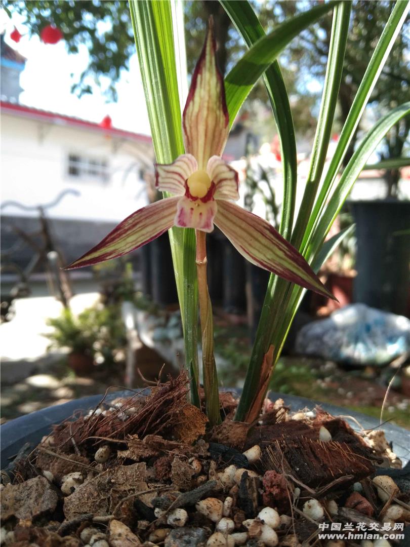 紫燕单花-春剑篇-中国兰花交易网社区