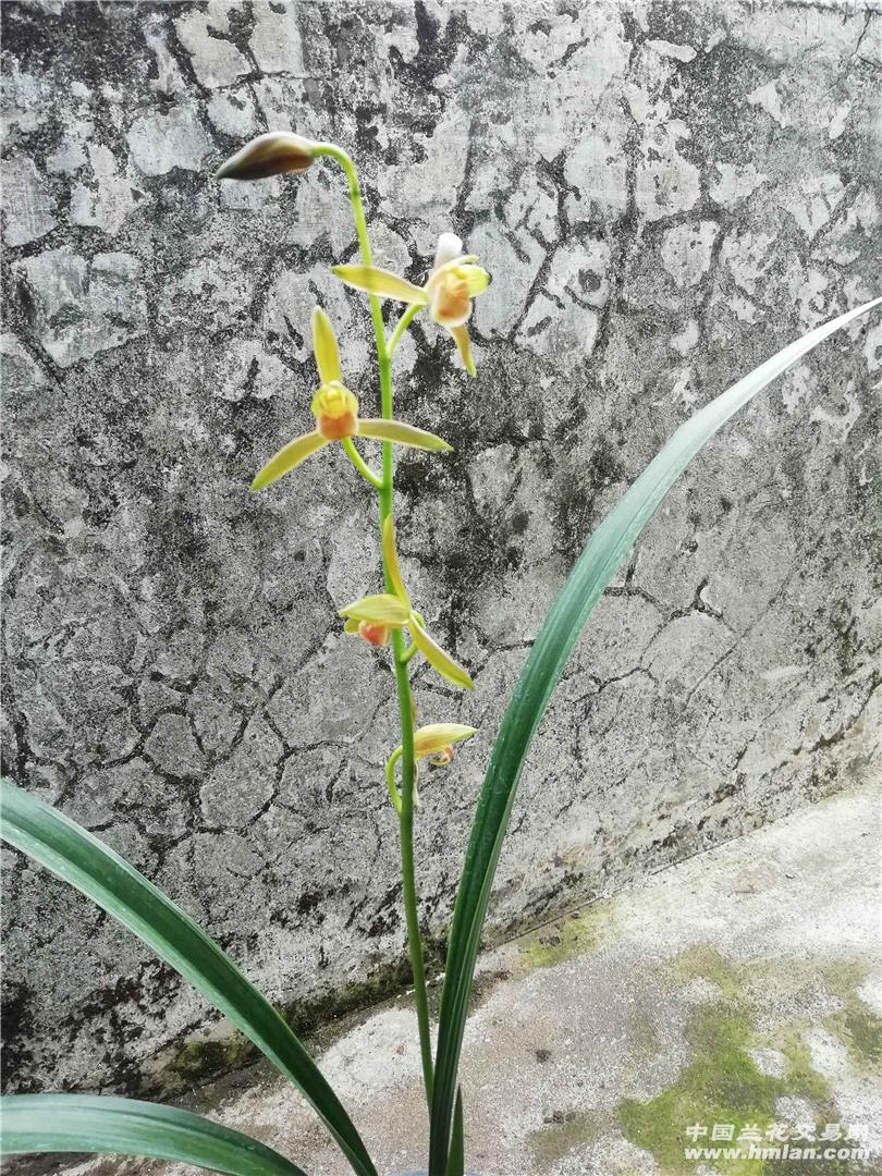 金丝雀,古老而优秀的色花-墨兰篇-中国兰花交易网社区