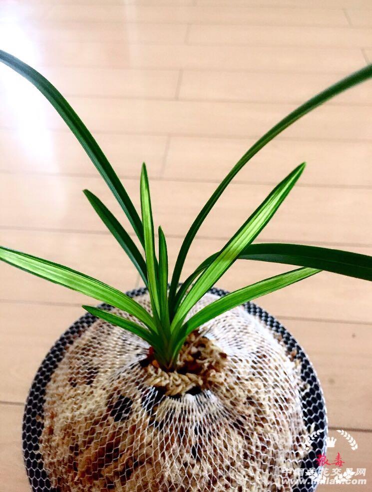 莲瓣兰抱杆系艺草荷瓣艺团荷气