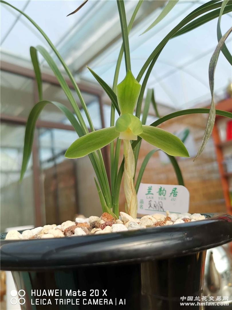 经典老月佩!-春兰篇-中国兰花交易网社区