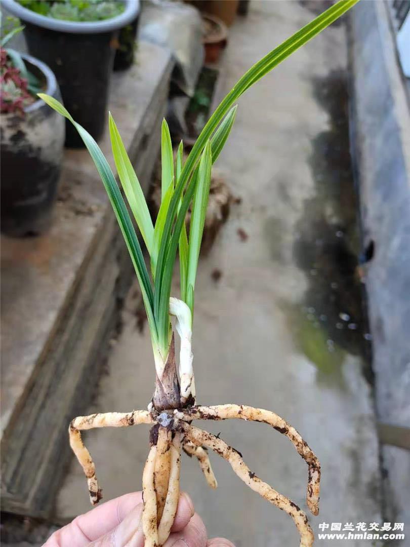 姜氏荷引种存档