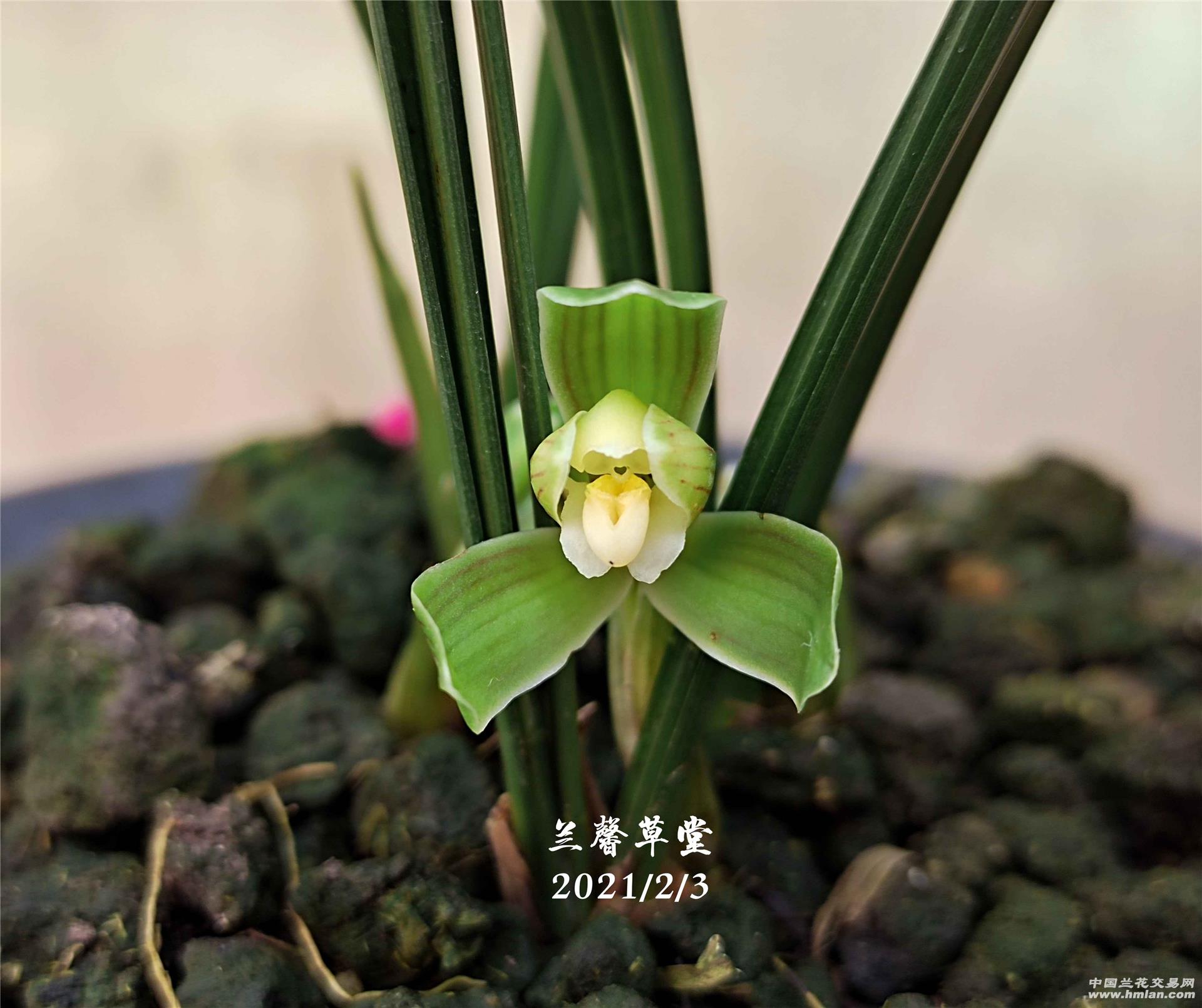 2021年花照存档(一-春兰篇-中国兰花交易网社区